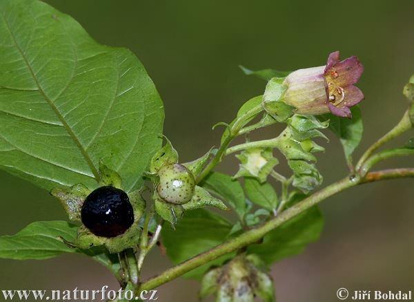 Atropa belladonna L. Koristi se: list (Belladonnae folium) i koren (B. radix).