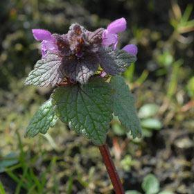 Lamium purpureum Koristi se: nadzemni deo biljke u cvetu (Lamii purpuri herba), ili samo cvetovi (Lamii