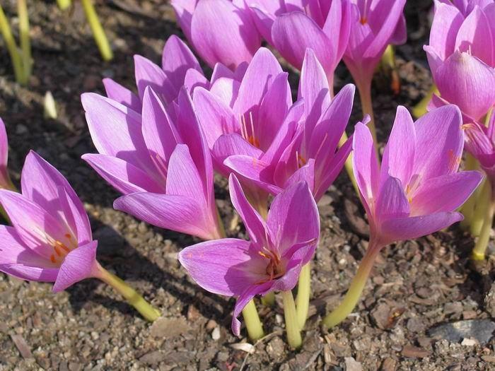 Upotreba: hrana, začin i lek. Colchicum autumnale Colchicum autumnale L.