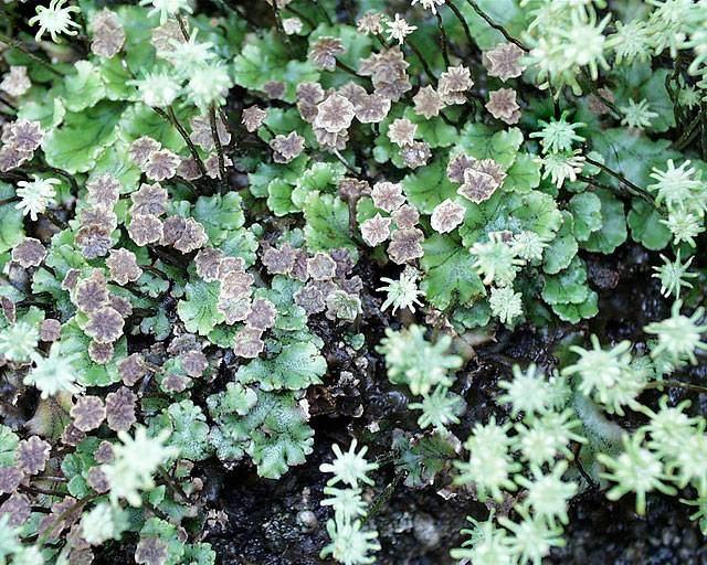 Marchantia polymorpha Raste na vlažnom zemljištu ili vlažnim stenama.