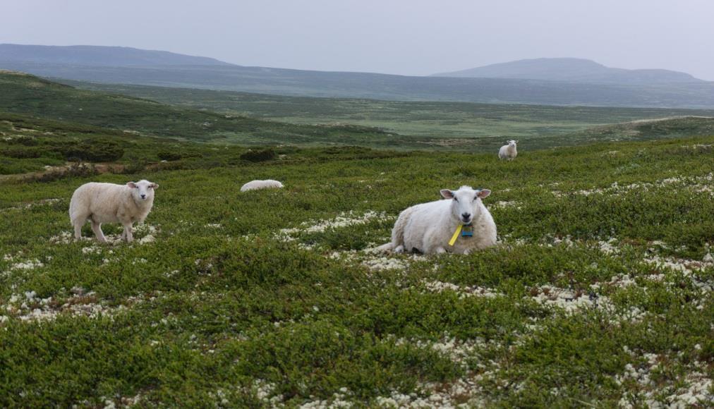 Erstatningsoppgjøret sett fra Fylkesmannens side Årsmøte Oppland Sau og Geit, Gjøvik 6.