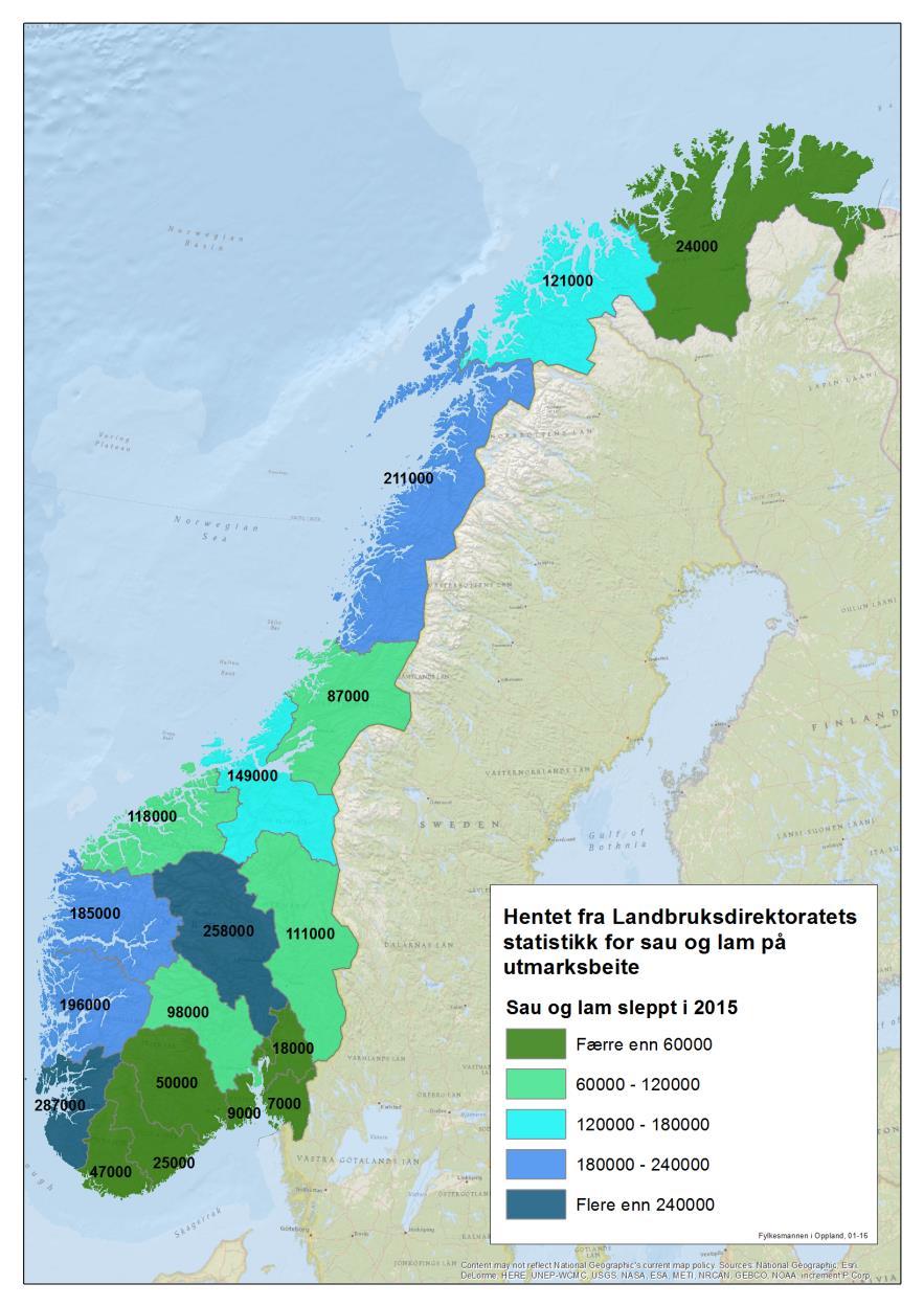 Sauehold i Oppland 2015 Oppland har 14 % av sauetallet i Norge og 9 % av produsentene 95 % av sauene beiter på utmarksbeite- tilsvarer 258 000 søyer og lam 95 % av sauebesetningene