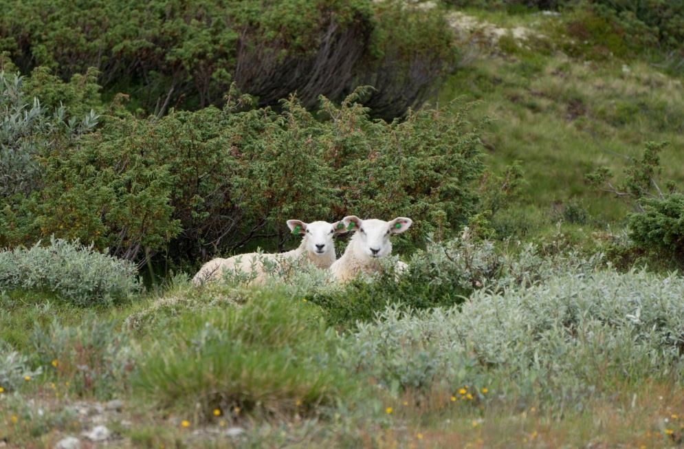 Refleksjoner fra Fylkesmannen: Individuell søknadsbehandling Krevende arbeid har ingen fasit Målsetting er å være så rettferdig som mulig!