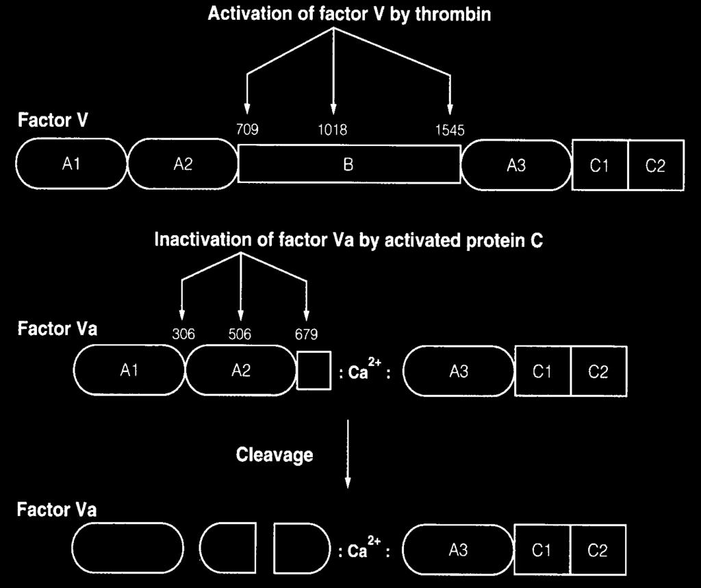 Faktor V