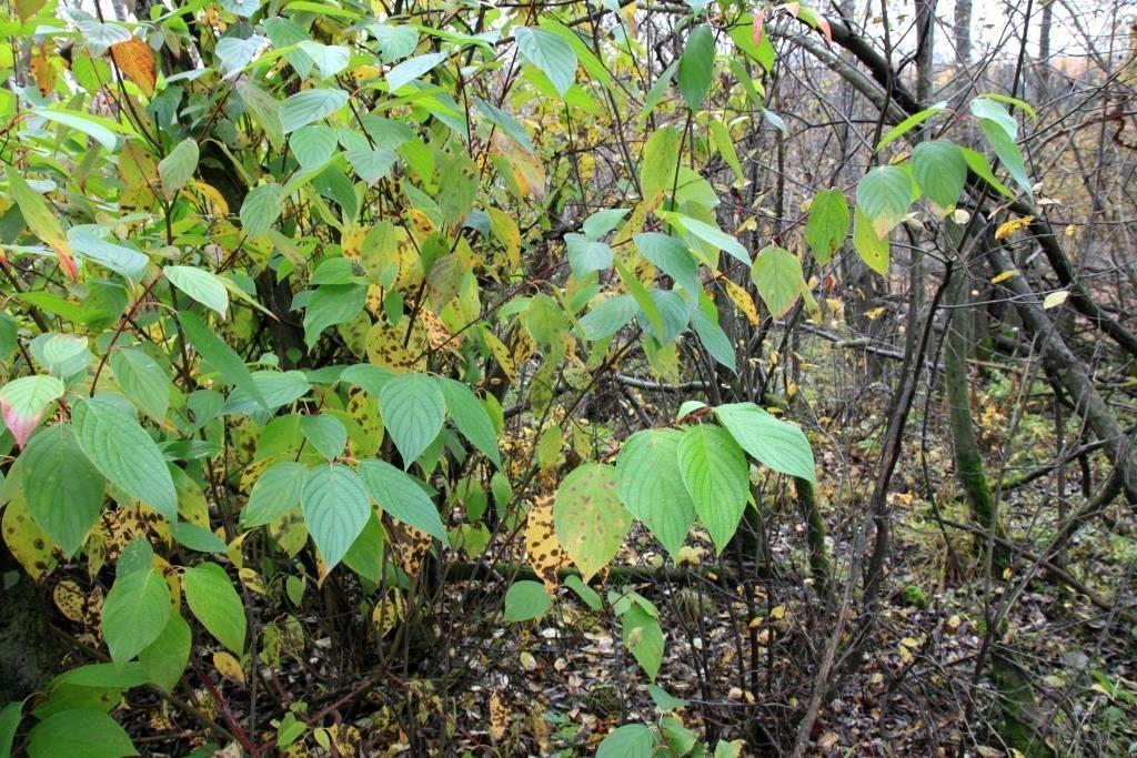 Alaskakornell (figur 23) er en busk som vokser spredt i noen av kantsonene i reservatet.