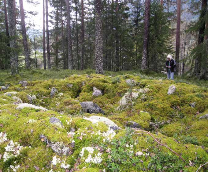 Figur 8. Id 22740. Overtorvet og plyndret gravrøys ved Fløafjorden. Denne plyndringen kan ha skjedd allerede i forhistorisk tid. Foto: Jan Brendalsmo, NIKU 2011.