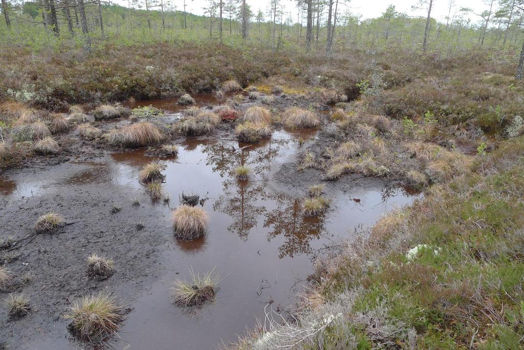 STOR variasjon i prosjekter og mål. Aurstadmåsan. Foto: Dagmar Hagen.