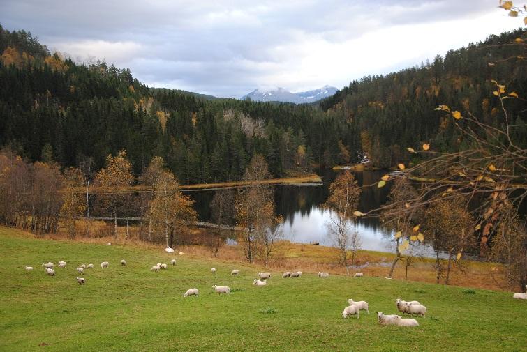 Ikkje-prissette konsekvenser Landskapsbilde Naturressurser nærmiljø