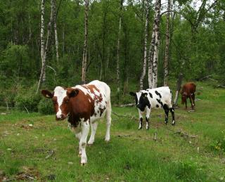 Gammel piggtråd og gjerderester i beite- og friluftsområder er også med på å vanskeliggjøre at området gjeninntas som beite.