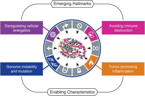 Ytterligere forhold som underbygger kreftutvikling Energiomsetning Immunsystemet Anaerob metabolisme