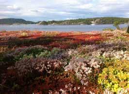 Sedum, stein og Leca Våre fordrøyende tak er bygget opp av