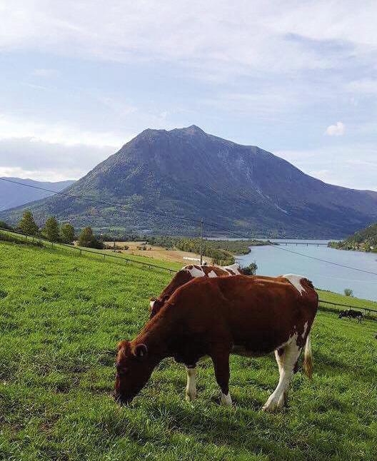 KRAFTFÔR FRÅ OTTADALEN MØLLE Ottadalen Mølle SA vart stifta som eit andelslag i 1976.