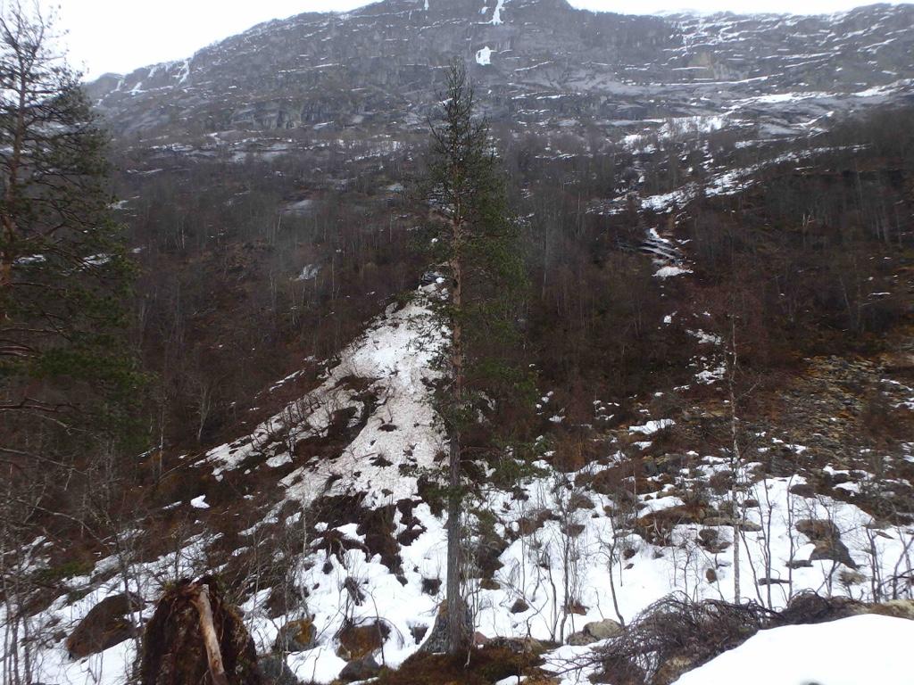 Foto: Geir Gaarder Utsikt mot kjerneområde 2 - Tjøredisken 2 - sett fra den lave