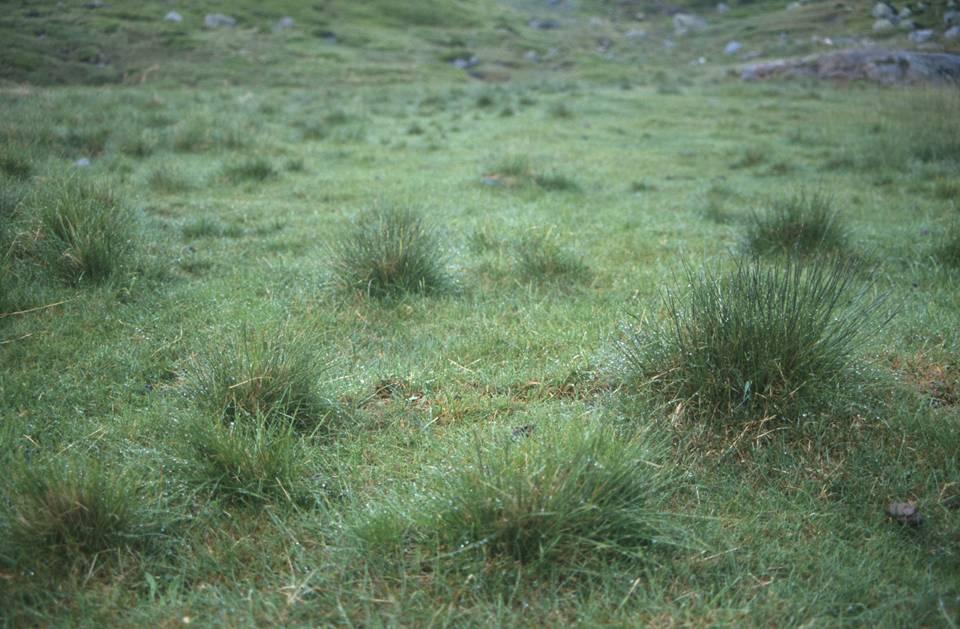 Overbeiting og bærekraft Mer beiting enn ønskelig i forhold til et gitt mål; mao.