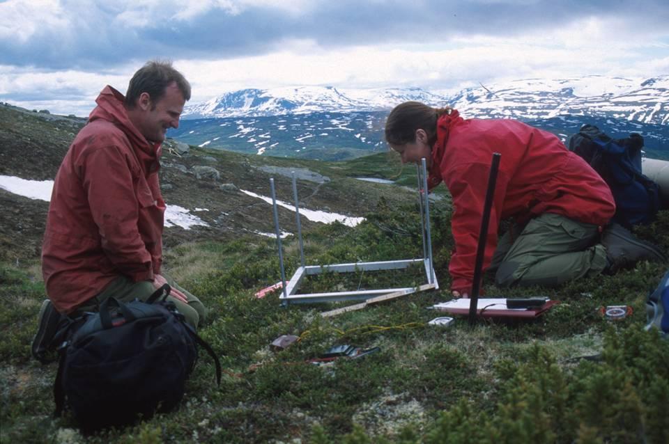 Vegetasjon Små effekter på hele plantesamfunn Multivariate analyser gir ingen effekt Forventede effekter på enkeltarter Motsatt mønster i kontroll og høy tetthet; lav tetthet historikken i området