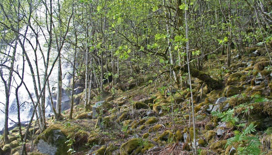 Skogen her kan føres til lavurtskog (B1) i mosaikk med blåbærskog (A4) med arter som blant anna blåbær (m), skogburkne, hengeving, hengeaks, liljekonvall, sanikel, vendelrot, markjordbær og