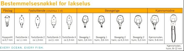 Lusetelling, AGD og Individkontroll 3. Uttak av fisk for telling: a.