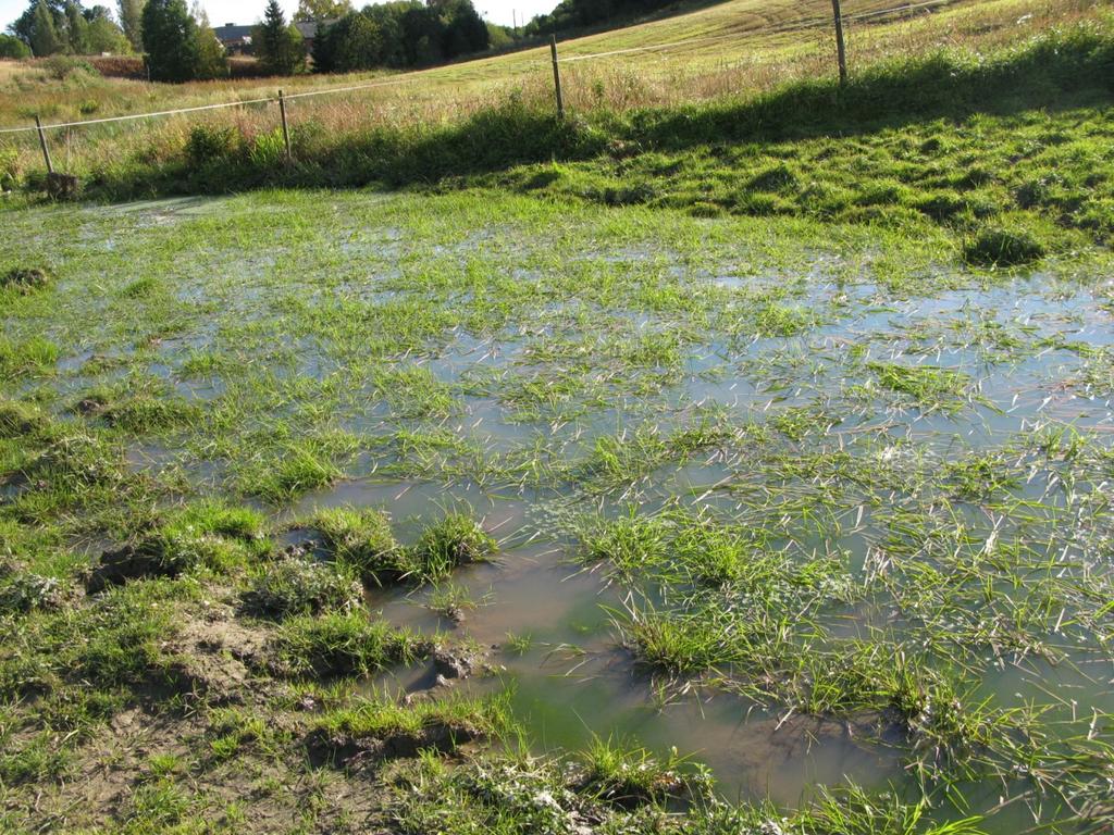 nr 13, Hystad lille, Fredrikstad), ble larver av bred blålibelle et 27. september. Denne dammen er maks 15 cm dyp og bare bare 3,5 m lang.