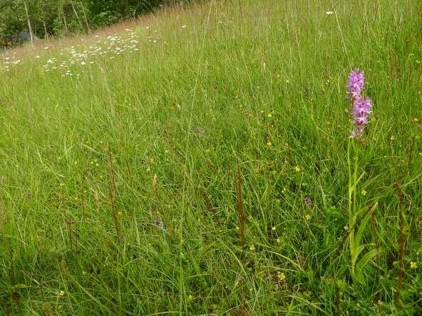 Vestlandet Skjøtselsplan for Løvika nord slåttemark, Vestnes kommune, Møre og Romsdal fylke.