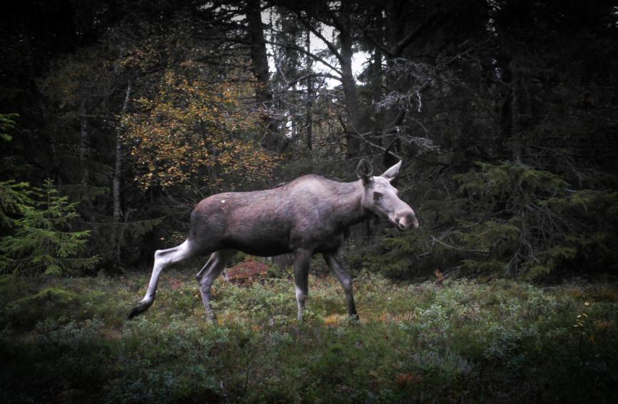 Biologisk mangfold og friluftsliv Barn og unge i naturen i.