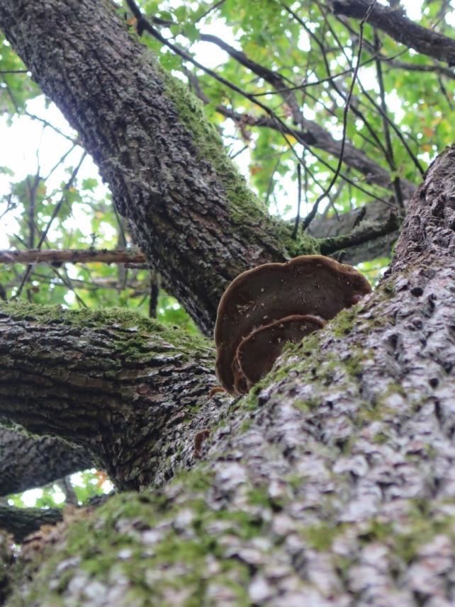 (Laetiporus sulphureus) ble ikke registrert på noen trær, mens eikemusling (Daedalea quercina) og eikebroddsopp (Hymenochaete rubiginosa) ble funnet på noen få Insekter ble i svært liten grad