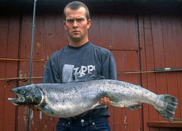 I et prosjekt som hadde til hensikt å se på hvor kilenotfanget laks i Sunndalsfjorden stammet fra, ble andel oppdrettslaks i fangsten i sjø og elv sjekket ved både ved genetiske analyser og