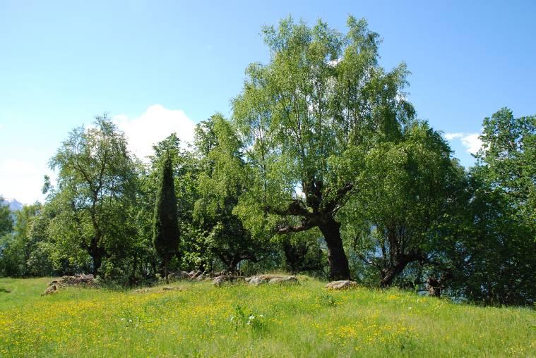 Hovudtype: Anna haustingslandskap i utmark, hagemark (fig. 4). Landskapsregion 22, Midtre bygder på Vestlandet. Region 12, Midtre Sogn.