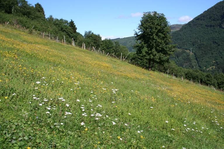 Beskrivelse: Ovrid ligg på vestsida av dalføret Vesledalen. Slåttemarka ligg kring 500 moh. Enga grensar til innmark i nord og sør og til hagemark og lauvblandingsskog i vest.