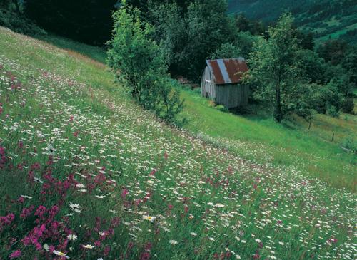 nr. 25, br.nr.1, i Sogndal. Enga fylgjer terrengformene med varierande hellingsgrad. Enga grensar opp til ein bekk, og det er noko varierande råmetilhøve i grunnen.