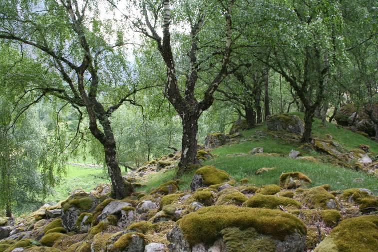 Avgrensing og foto frå området. Hovudtype: Anna haustingslandskap i utmark, hagemark (bjørkehage) og naturbeitemark (fig. 20). Landskapsregion 23, Indre bygder på Vestlandet. Region 7, Lærdal.