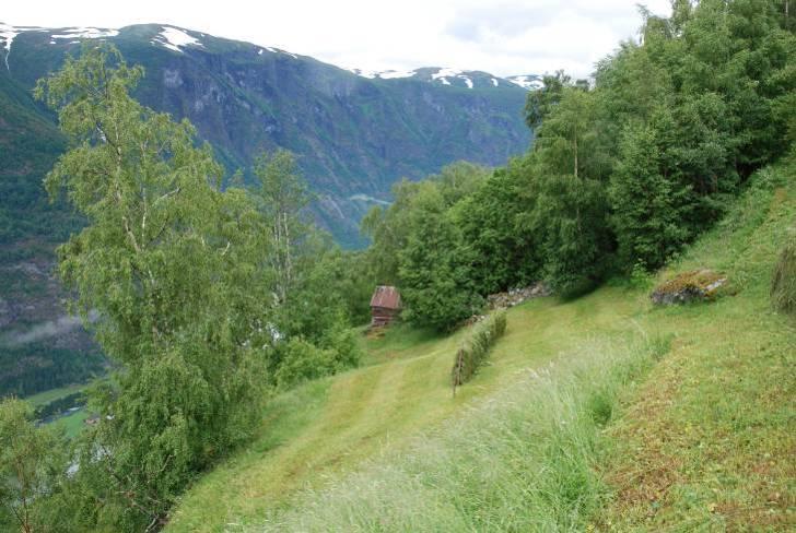 Beskrivelse: Ryum er ein høgdegard i Flåm (Hauge 1989). Den ligg øvst av tre gardar i lisida over Flåm kyrkje, kring 500 moh. På garden har dei kring 20 vinterfôra sauer som beitar i gardsnært område.