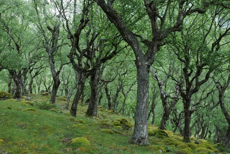 Beskrivelse: Bjørkehagen ligg på ein grusterrasse ved austenden av Vassbygdvatnet.