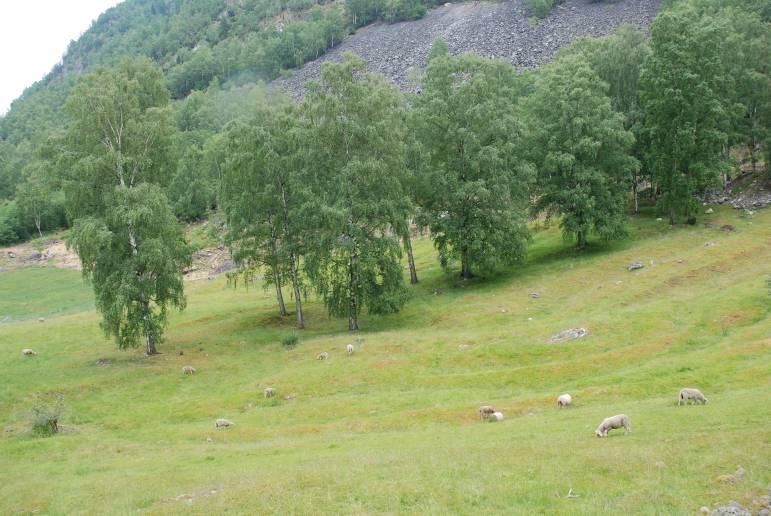 Landskapsregion 23, Indre bygder på Vestlandet. Region 9, Årdal. Beskrivelse: Hagemarka er delvis open og delvis tresett med bjørk. Dei aller fleste eldre bjørkene viser spor etter lauving.