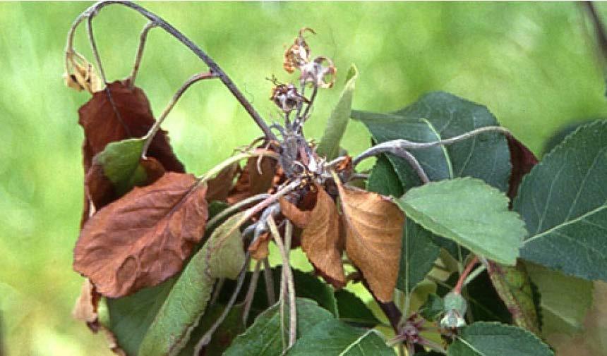 Symptom på skudd og blomster av eple