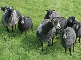 med Maico tok tredjeplassen. Norge vant dermed nasjonskampen. Continental Sheepdog Championship (CSC, eller EM i gjeterhund) i Sverige ble vunnet av Torbjørn Jaran Knive med hunden Maico.