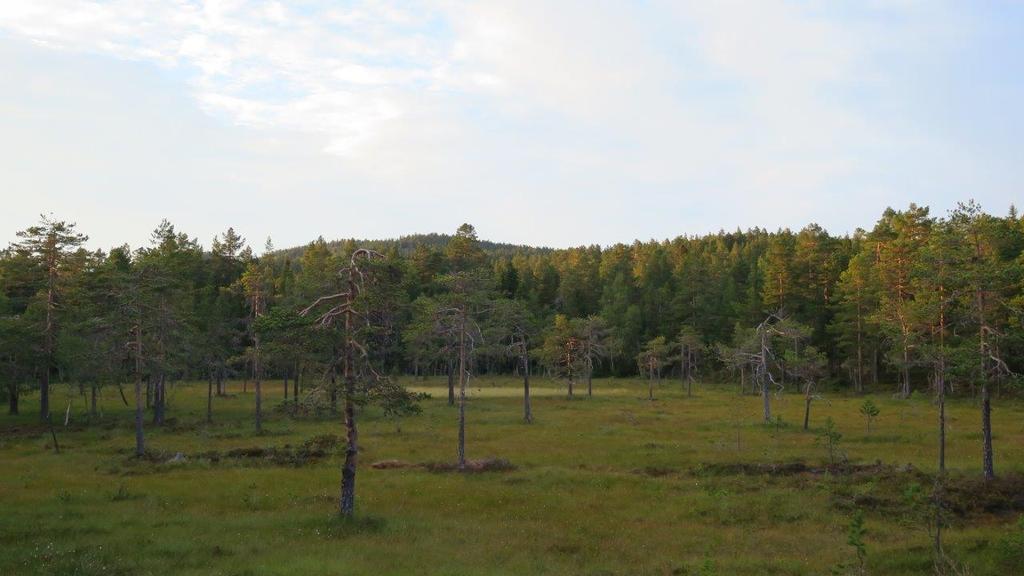 opp på østsiden av Krøderen.