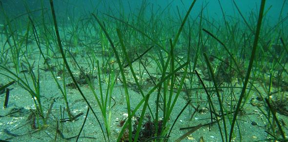 Utvalgt naturtype: Ålegraseng Ålegrasenger og andre sjøgrasområder er svært produktive og regnes som viktige marine økosystemer på verdensbasis.