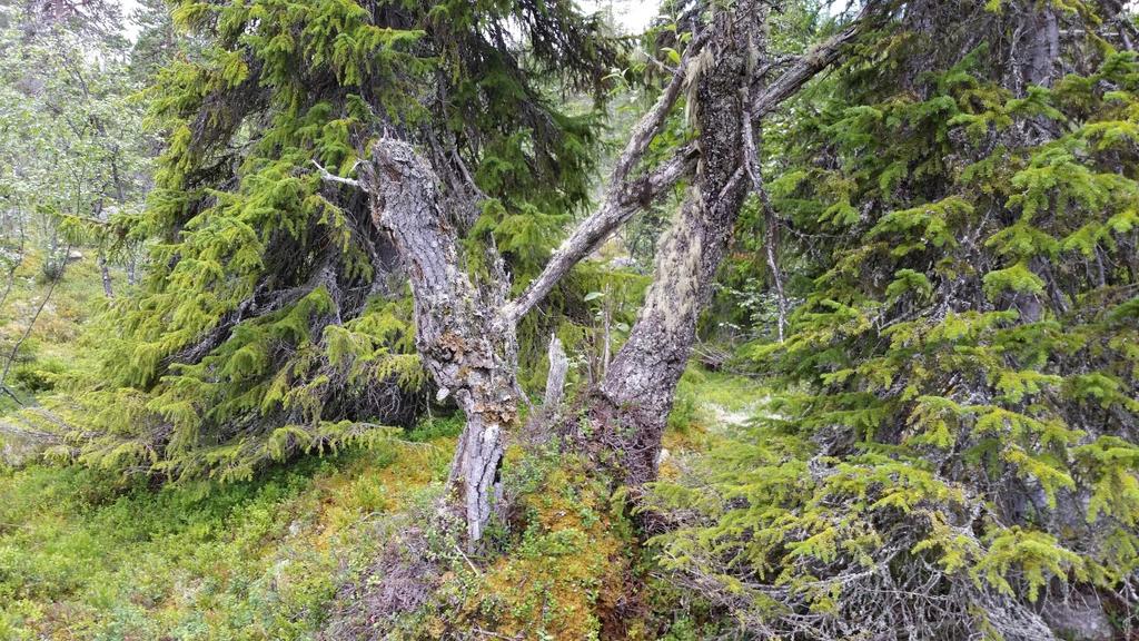 Foto: Øivind Gammelmo Gammel grovvokst granskog med rikelige mengder