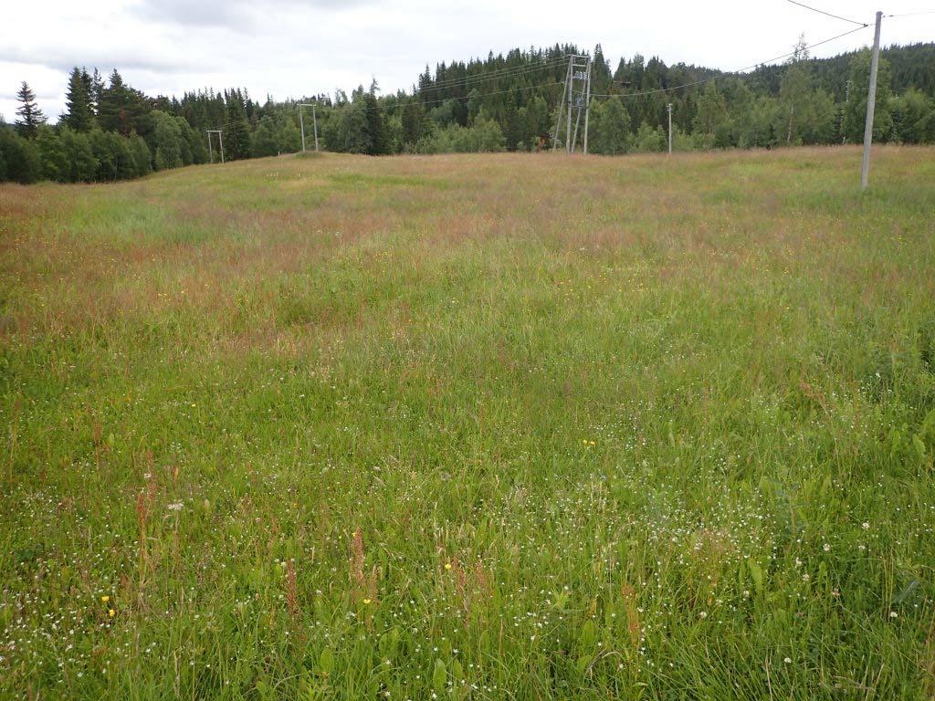 Figur 6. Slåtteenga ved Rollset sett fra vest mot øst. Foto: Synnøve Nordal Grenne. 18.07.2016 3.