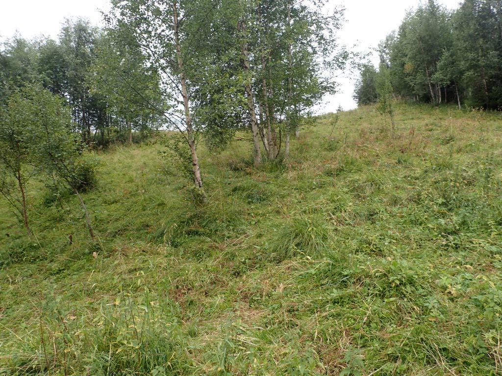 Figur 11. Nordlige del av lokaliteten med noe gjengroing av bl.a. bjørk og smågran, sett fra nord mot sør.