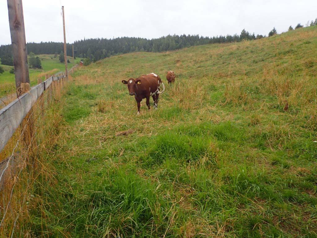 Ungdyr på beite i næringsrike parti av beitemarka, her i den sørlige delen av