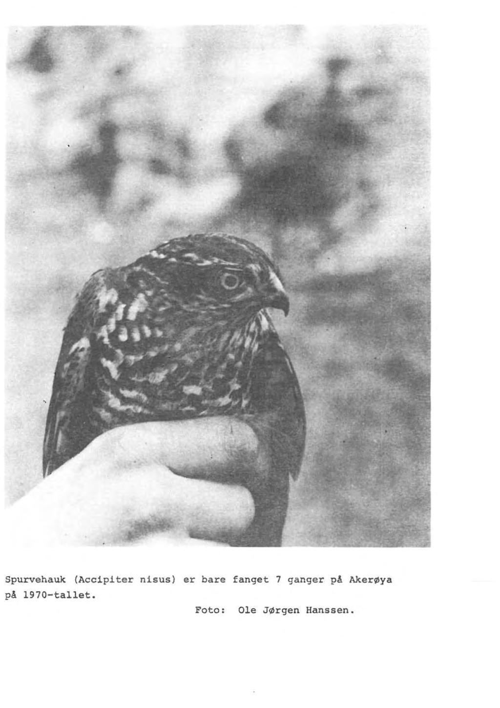 Spurvehauk (Accipiter nisus) er bare fanget 7 ganger