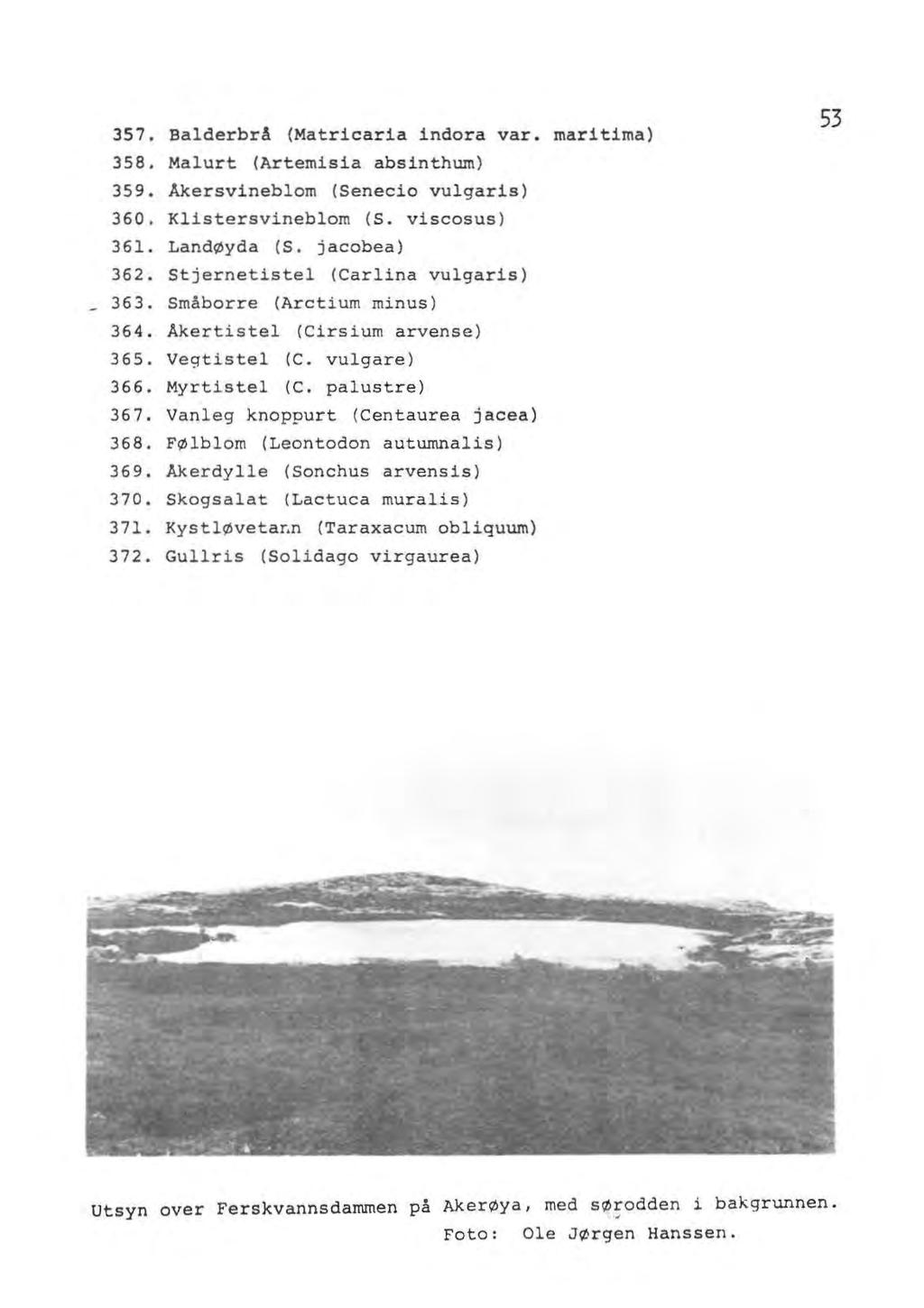 357. Balderbrå (Matricaria indora var. maritima) 358. Malurt (Artemisia absinthum) 359. Akersvineblom (Senecio vulgaris) 360. Klistersvineblom (S. viscosus) 361. LandØyda (S. jacobea) 362.