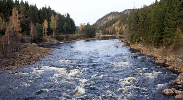 Tovdalselva stasjon 6. Foto S. J. Saltveit vannføring og perioder med kraftig regn som ga blakket vann og vanskelig sikt da undersøkelsen ble gjennomført (Saltveit et al. 2007).