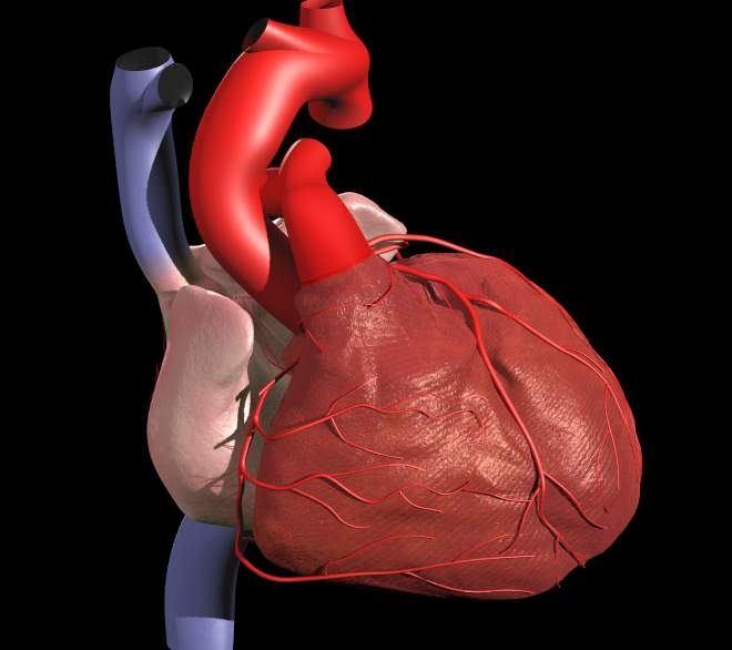 aorta (Marfan) aorta -Marfan hjerteklaffene anomal coronar arterie avgang hjerteklaffene koronarsykdom myocard