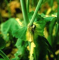 For å angripe oljevekster, er soppen avhengig av å vokse på kronblad som er falt av og som sitter fast ved bladfester/på stengelen.
