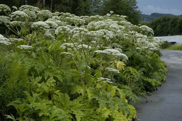 Statens vegvesen Region sør 0801 Vest Telemark 2013-2018 KJEMPEBJØRNEKJEKS Kjempebjørnekjeks blir 1,5-5 m høy.