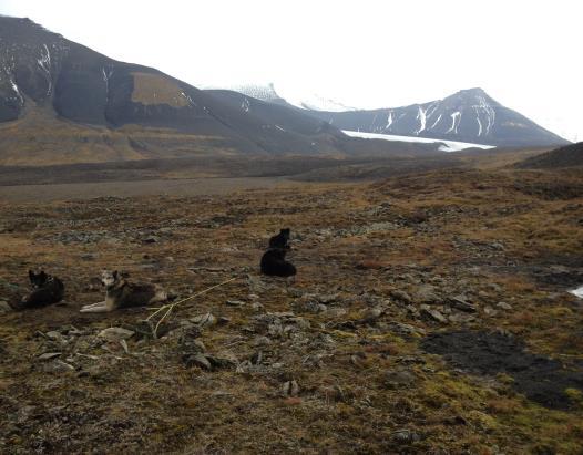 Den har fått navnet sitt etter rein som det fins mange av i dette området siden Reindalen er et viktig beite- og kalvingsområde for Svalbardrein.