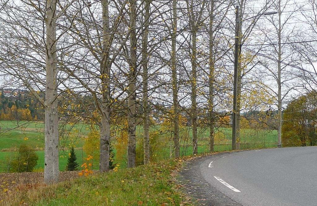 UTREDNING AV NATURMANGFOLD 13 strømtrassene blir trær og kratt jevnlig ryddet. Øvrig vegetasjon består av ugrasarter fra jordene og gjødselpåvirkede arter som: geiterams, stornesle, mjødurt med flere.