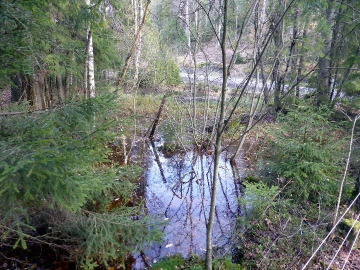 Dammen har amfibier med artene småsalamander Lissotriton vulgaris og buttsnutefrosk Rana Temporaria. Småsalamander står på Norsk rødliste med status nær truet (NT).